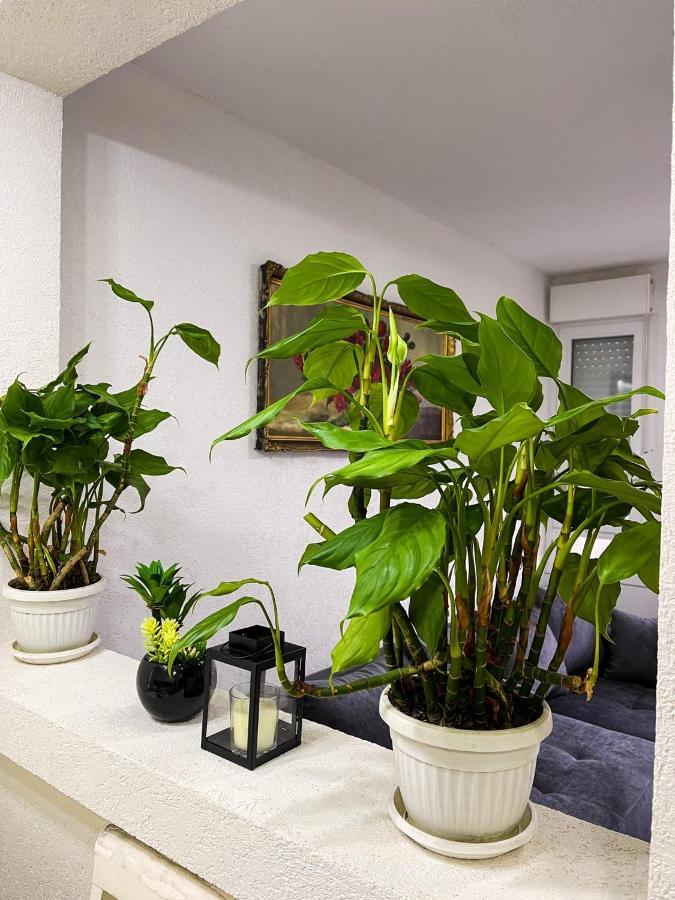 Apartment Tatjana Kragujevac Zewnętrze zdjęcie